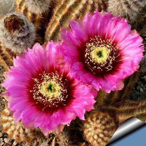 10pcs Echinocereus reichenbachii Seeds Rare Cactus Plants