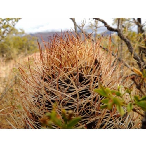10pcs Pyrrhocactus pachacoensis Seeds Rare Cactus Plants