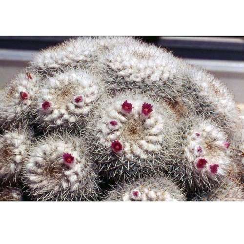 10pcs Mammillaria geminispina FA Seeds Rare Cactus Plants