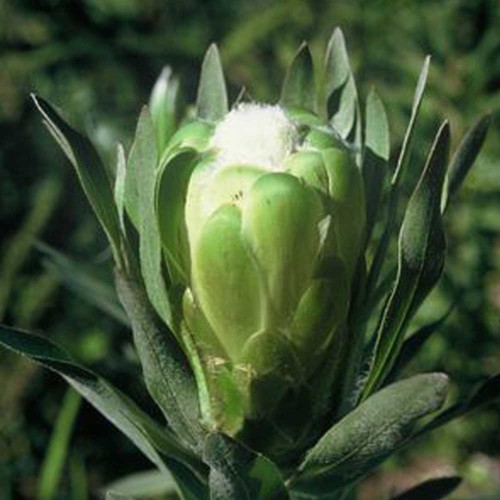 6pcs Protea Coronata White, seeds South Africa's national flower