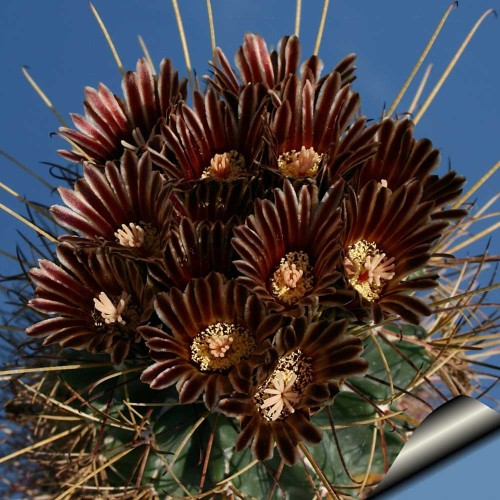 10pcs Glandulicactus uncinatus Seeds Rare Cactus Plants