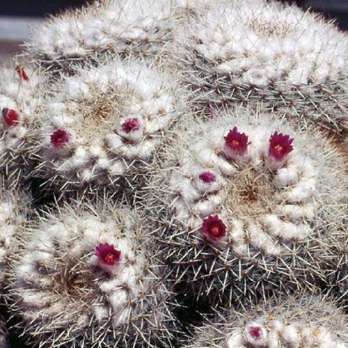 10pcs Mammillaria geminispina FA Seeds Rare Cactus Plants