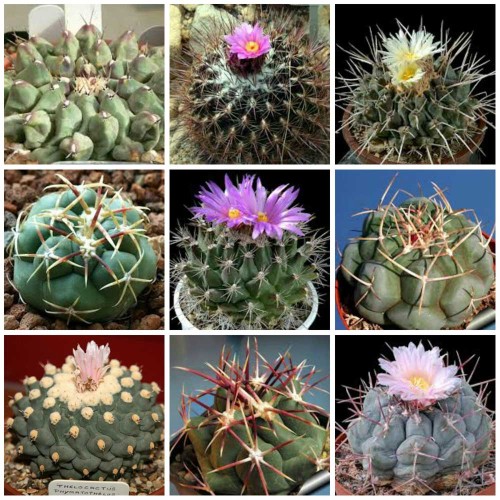 10pcs Thelocactus mix Seeds Rare Cactus Plants