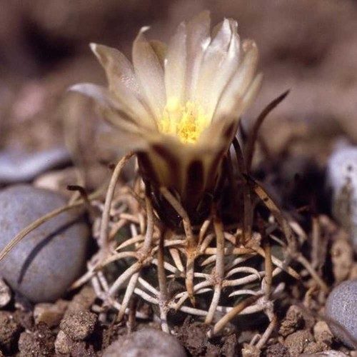 5pcs Navajoa peeblesiana Seeds Rare Cactus Plants