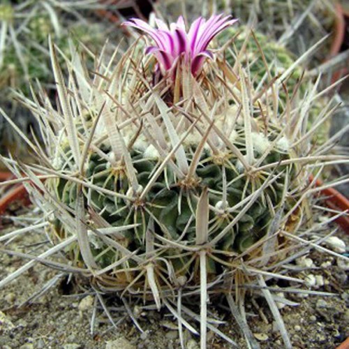 10pcs Echinofossulocactus dichroacanthus Seeds Rare Cactus Plants