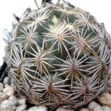 10pcs DENMOZA rhodacantha Seeds Rare Cactus Plants