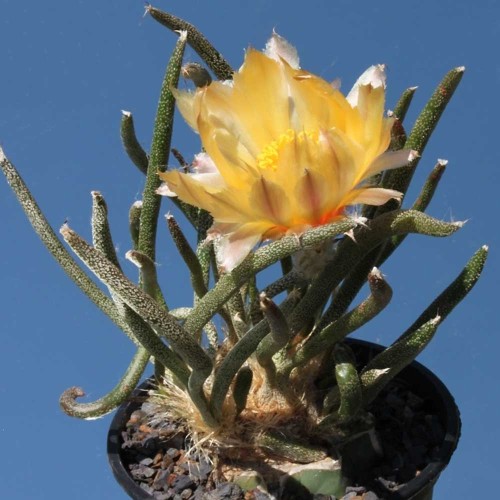 10pcs Astrophytum caput-medusae Seeds Rare Cactus Plants