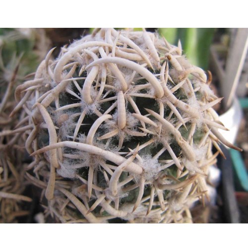 5pcs Navajoa peeblesiana Seeds Rare Cactus Plants