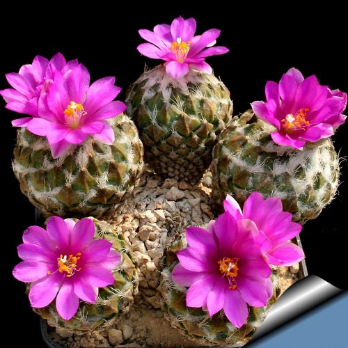 10pcs Encephalocarpus strobiliformis Seeds Rare Cactus Plants