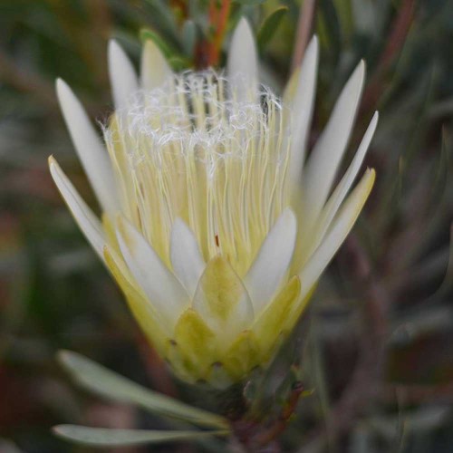 6pcs Protea repens (white) Seeds - Rare South African Shrub - Cut Flowers!