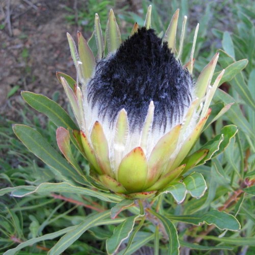 6pcs Protea Longifolia * Stunning Long-leaf Black Sugarbush * Very Rare *  Seeds