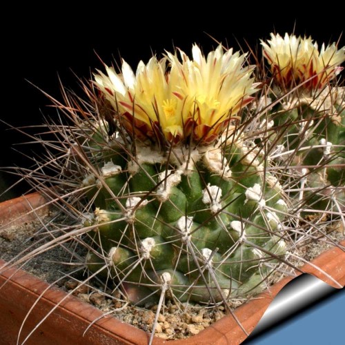 10pcs Thelocactus flavus HK 362 Seeds Rare Cactus Plants