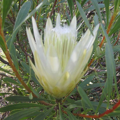 6pcs Protea repens (white) Seeds - Rare South African Shrub - Cut Flowers!