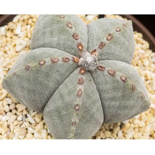 10pcs Astrophytum myriostigma Seeds Rare Cactus Plants