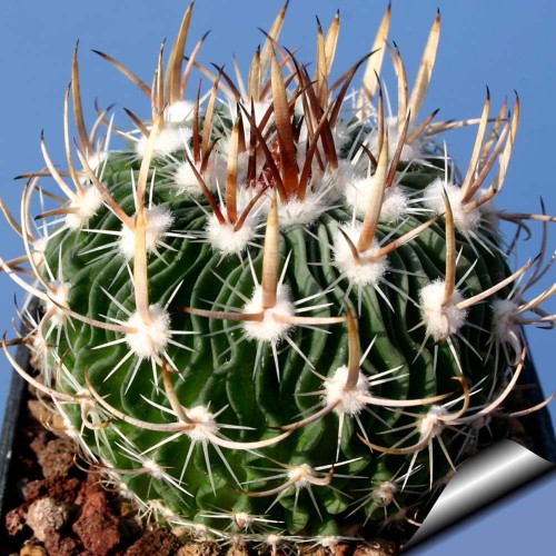 10pcs Echinofossulocactus zacatecasensis Seeds Rare Cactus Plants