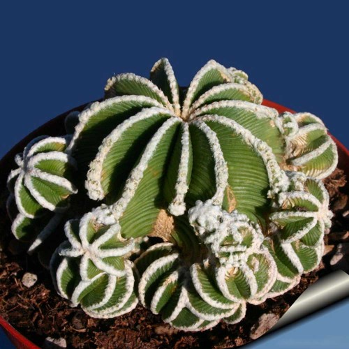 10pcs Aztekium hintonii Seeds Rare Cactus Plants