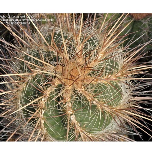 10pcs Thelocactus lausserii Seeds Rare Cactus Plants