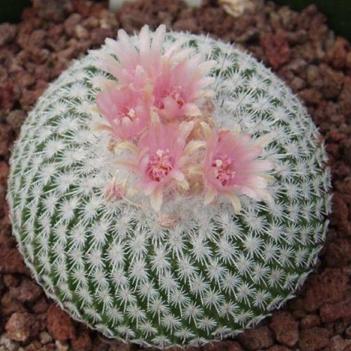 10pcs Epithelantha micromeris Seeds Rare Cactus Plants