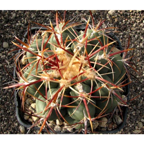 10pcs THELOCACTUS heterochromus Seeds Rare Cactus Plants