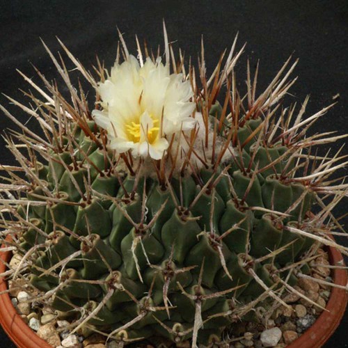 10pcs Thelocactus lophothele Seeds Rare Cactus Plants