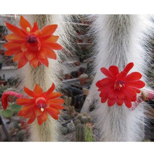 10pcs Hildewintera colademononis Seeds Rare Cactus Plants