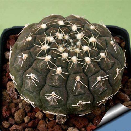 10pcs Gymnocalycium ragonesei Seeds Rare Cactus Plants
