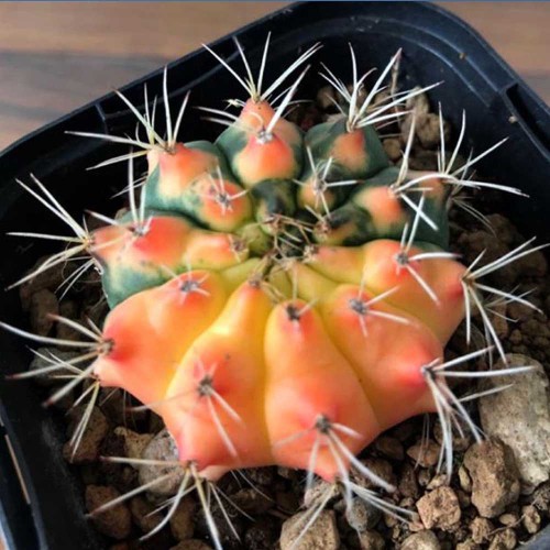 10pcs Gymnocalycium anisitsii Seeds Rare Cactus Plants