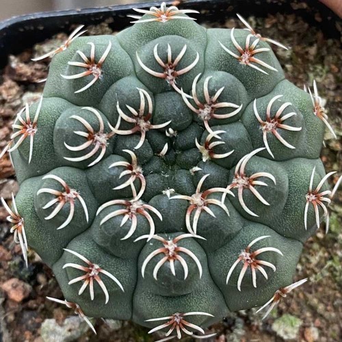 10pcs Gymnocalycium quehlianum Seeds Rare Cactus Plants