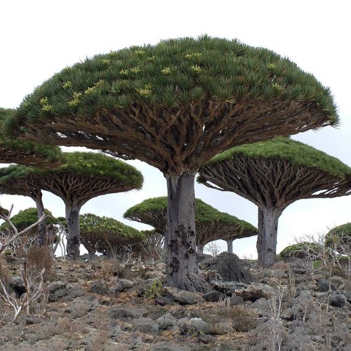 5pcs Dragon Tree (Dracaena Draco) - fresh plant seeds
