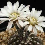 10pcs Gymnocalycium ragonesei Seeds Rare Cactus Plants
