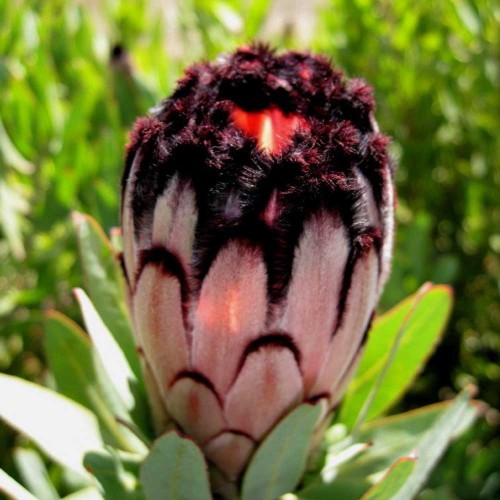 6pcs Protea laurifolia Pink, seeds South Africa's national flower