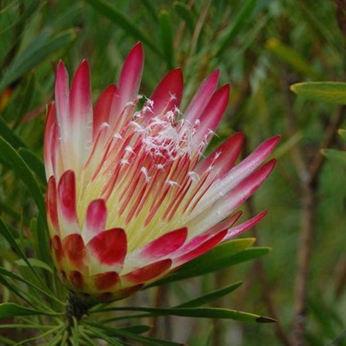 6pcs Protea repens Seeds - Rare South African Shrub - Cut Flowers!