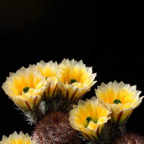 10pcs ECHINOCEREUS dasyacanthus Seeds Rare Cactus Plants