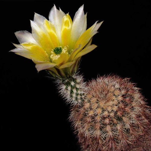 10pcs ECHINOCEREUS dasyacanthus Seeds Rare Cactus Plants