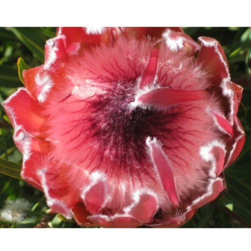 6pcs Protea Eximia, seeds South Africa's national flower, Fairy Flower Seeds