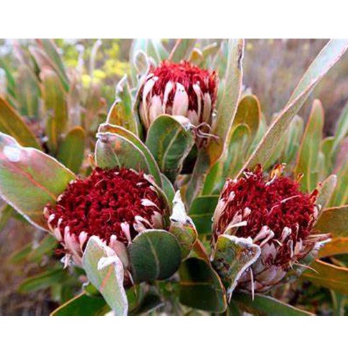 6pcs Protea Longifolia Seeds * Stunning Long-leaf red  Sugarbush * Very Rare *