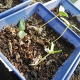 5pcs Fouquieria formosa Fresh Seeds