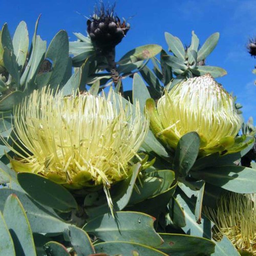 6pcs Protea Nitida (wagon tree) Flower Seeds