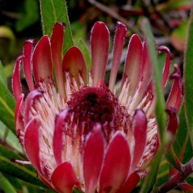 6pcs Protea Burchellii - Burchell's Sugarbush - Flower  Seeds