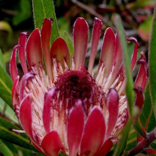 6pcs Protea Burchellii - Burchell's Sugarbush - Flower  Seeds