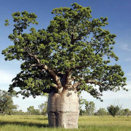 5pcs Adansonia digitata (Baobab) Tree - seeds