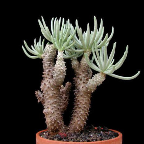 10pcs Tylecodon cacalioides Fresh Seed