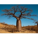 2pcs Adansonia Digitata - Baobab Tree - Excellent Bonsai