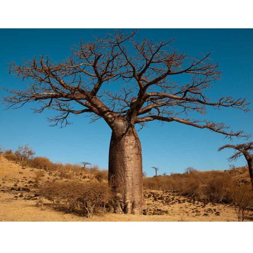 2pcs Adansonia Digitata - Baobab Tree - Excellent Bonsai