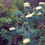 6pcs Protea Nitida (wagon tree) Flower Seeds