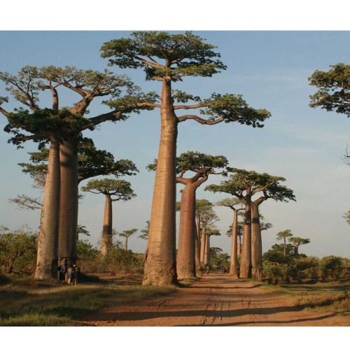2pcs Adansonia Typed-Baobab Tree - seeds