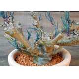 10pcs Othonna protecta Fresh Seed