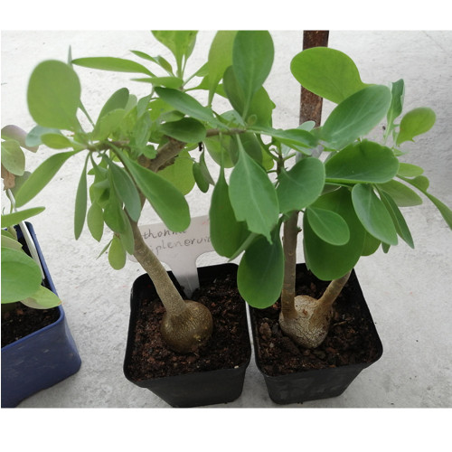 10PCS Othonna triepneriana Seeds Bonsai plant Rare succulents