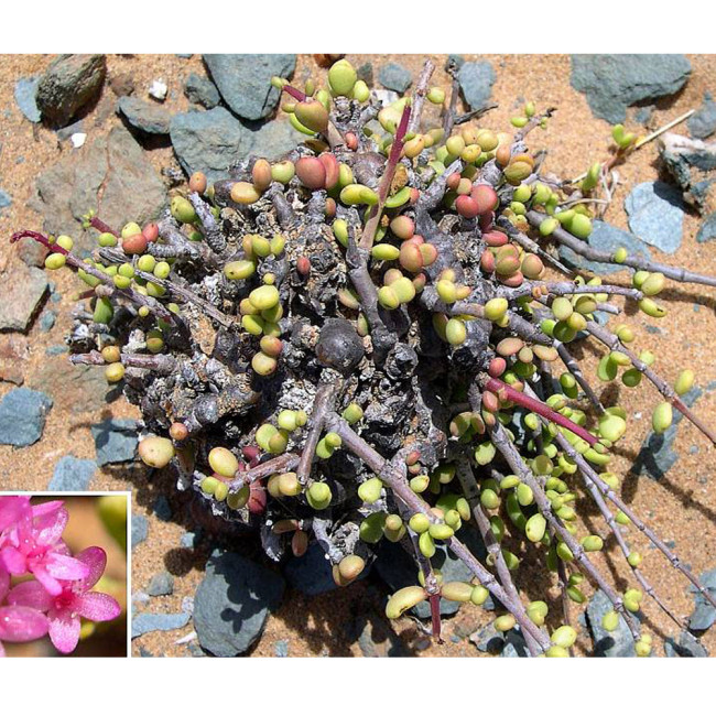 10pcs Ceraria fruticulosa Seeds Lovely potted plants
