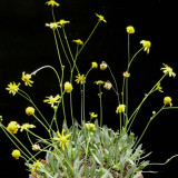 10PCS Othonna retrorsa Seeds Bonsai plant